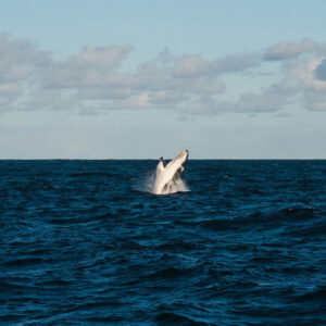 Responsible whale watching tours