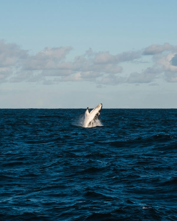 Responsible whale watching tours